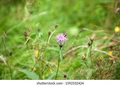 Greater Knapweed (Centaurea Scabiosa) Brownray Knapweed