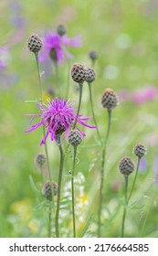 Greater Knapweed Flower (Centaurea Scabiosa).