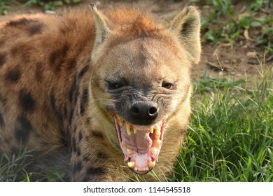 Greater Kruger National Park, South Africa. December 28, 2016. Spotted Hyena. Crocuta crocuta