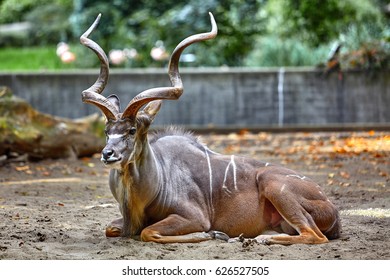 Greater Kudu