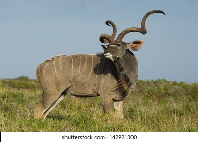 Greater Kudu Antelope Male