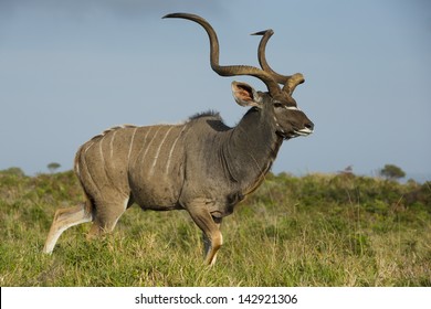 Greater Kudu Antelope Male