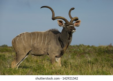 Greater Kudu Antelope Male