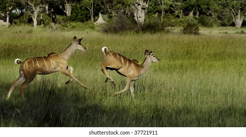 Greater Kudu Females Running In The Okavango