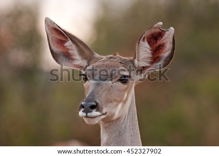 Similar – Deer looks into the camera