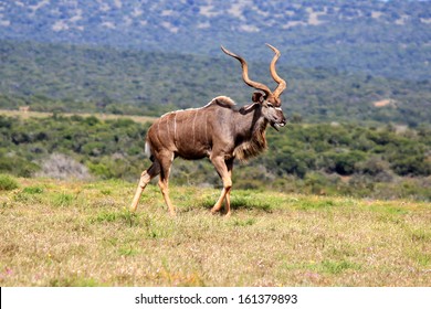 Greater Kudu Male