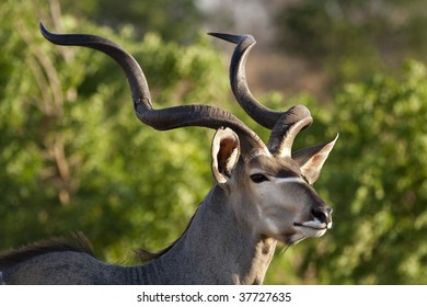 Greater Kudu Male Portrait