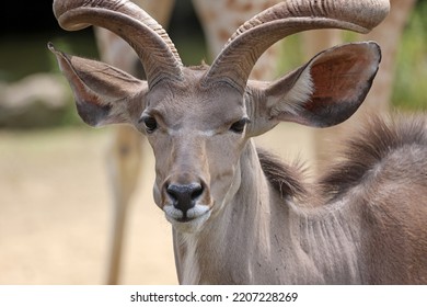 The Greater Kudu (Tragelaphus Strepsiceros) In Natural Habitat