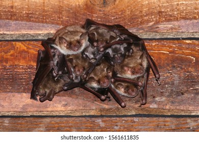 Greater Mouse Eared Bat Myotis Myotis