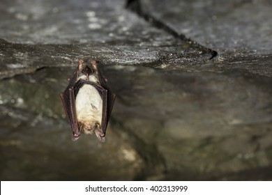Greater mouse-eared bat hanging on the top of the dark cave while hibernating with colored bokeh in the background. Close up wildlife photography.