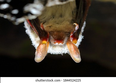 greater mouse-eared bat, Myotis myotis