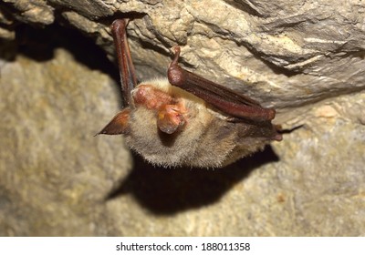 Greater Mouse-eared Bat ( Myotis Myotis)