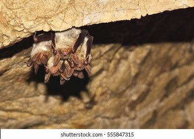 Greater Mouse-eared Bat ( Myotis Myotis)