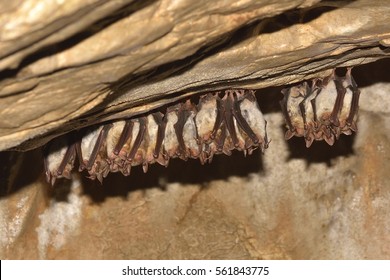 Greater Mouse-eared Bat ( Myotis Myotis)