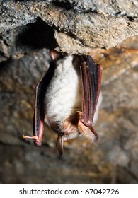 Greater Mouse-eared Bat (Myotis Myotis)