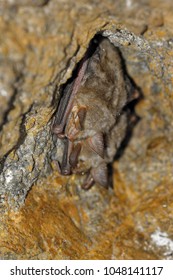 The Greater Mouse-eared Bat (Myotis Myotis) Is A European Species Of Bat In The Family Vespertilionidae