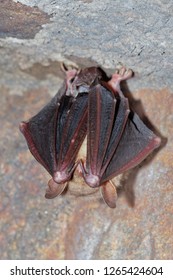 The Greater Mouse-eared Bat (Myotis Myotis) Is A European Species Of Bat In The Family Vespertilionidae