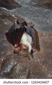 The Greater Mouse-eared Bat (Myotis Myotis) Is A European Species Of Bat In The Family Vespertilionidae