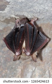 The Greater Mouse-eared Bat (Myotis Myotis) Is A European Species Of Bat In The Family Vespertilionidae