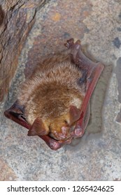 The Greater Mouse-eared Bat (Myotis Myotis) Is A European Species Of Bat In The Family Vespertilionidae