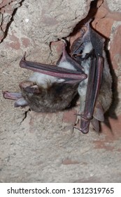 The Greater Mouse-eared Bat (Myotis Myotis) Is A European Species Of Bat In The Family Vespertilionidae