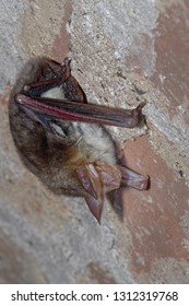 The Greater Mouse-eared Bat (Myotis Myotis) Is A European Species Of Bat In The Family Vespertilionidae