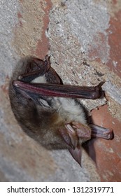 The Greater Mouse-eared Bat (Myotis Myotis) Is A European Species Of Bat In The Family Vespertilionidae