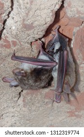 The Greater Mouse-eared Bat (Myotis Myotis) Is A European Species Of Bat In The Family Vespertilionidae