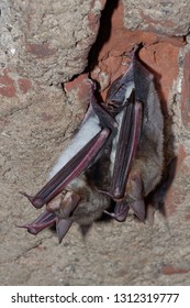 The Greater Mouse-eared Bat (Myotis Myotis) Is A European Species Of Bat In The Family Vespertilionidae