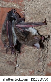 The Greater Mouse-eared Bat (Myotis Myotis) Is A European Species Of Bat In The Family Vespertilionidae