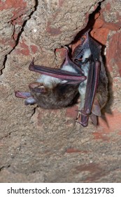 The Greater Mouse-eared Bat (Myotis Myotis) Is A European Species Of Bat In The Family Vespertilionidae