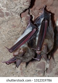 The Greater Mouse-eared Bat (Myotis Myotis) Is A European Species Of Bat In The Family Vespertilionidae