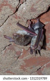 The Greater Mouse-eared Bat (Myotis Myotis) Is A European Species Of Bat In The Family Vespertilionidae