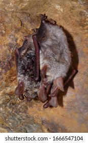 The Greater Mouse-eared Bat (Myotis Myotis) Is A European Species Of Bat In The Family Vespertilionidae