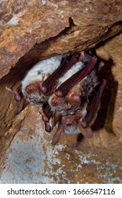 The Greater Mouse-eared Bat (Myotis Myotis) Is A European Species Of Bat In The Family Vespertilionidae