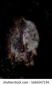 The Greater Mouse-eared Bat (Myotis Myotis) Is A European Species Of Bat In The Family Vespertilionidae