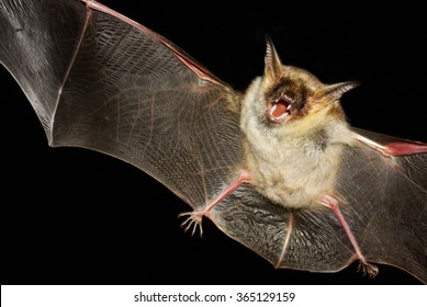Greater mouse-eared bat,  myotis myoti,  flight in the night