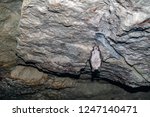 Greater mouse-eared bat on the ceiling of the mine