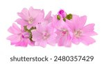 Greater musk mallow flowers isolated  on white background