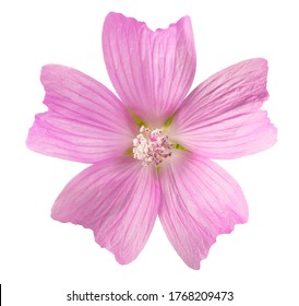 greater musk mallow flowers isolated  on white background