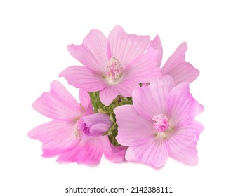 Greater musk mallow flowers isolated  on white background