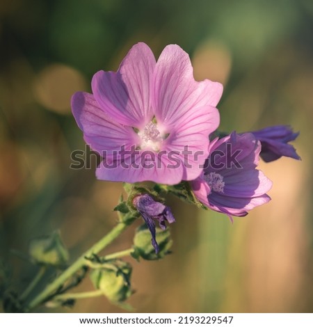 Greater musk-mallow on soft background (greater musk-mallow, cut-leaved mallow, vervain mallow or hollyhock mallow)