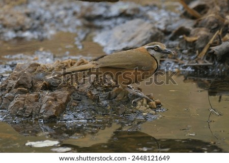 Similar – Hawfinch