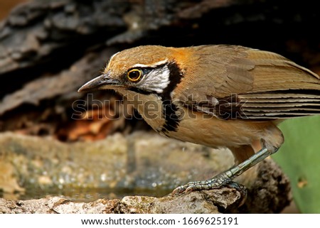 Similar – Hawfinch