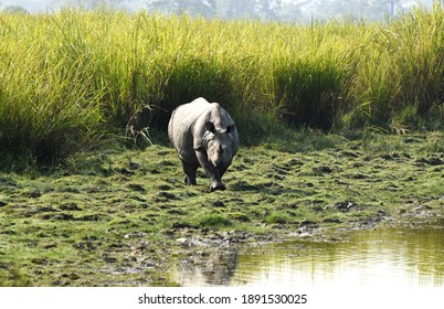 Greater One Horned Rhino Found In Different Natioanl Parks Of Assam And In Nepal.Status Is Vulnerable.They Live In Tall Grasslands. They Can Run And Good Swimmers. They Eat Grass.