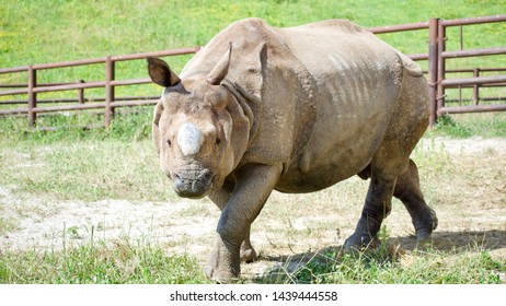 22 Trotting Rhino Images, Stock Photos & Vectors | Shutterstock