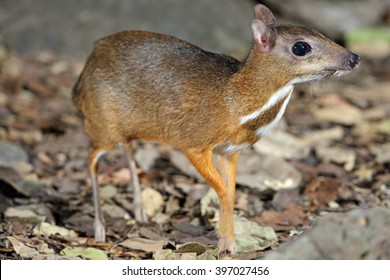  Greater Oriental Chevrotain, Napu