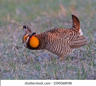 Greater Prairie Chicken Doing Mating Dance Stock Photo (Edit Now ...