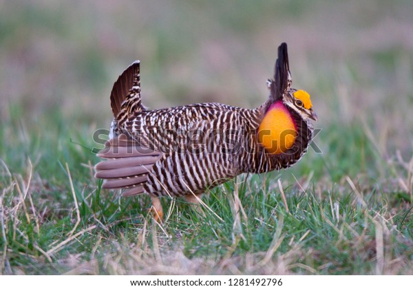 Greater Prairie Chicken Tympanuchus Cupido Male Stock Photo 1281492796 ...