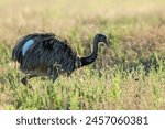 Greater Rhea, Rhea americana, La Pampa , Patagonia, Argentina